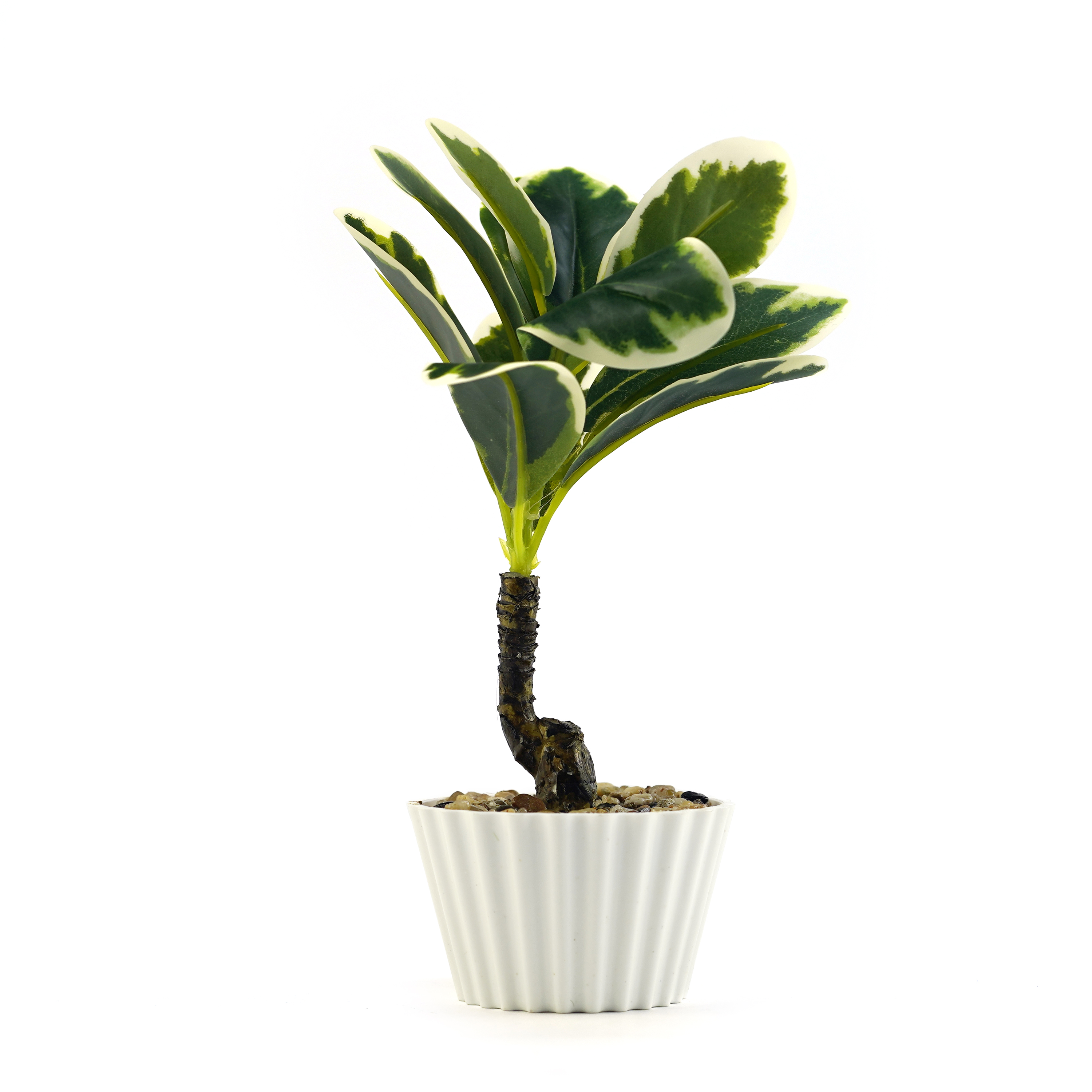 Boquetx Lifelike Variegated Peperomia Artificial Flower Arrangement in Pot for Home Office Decoration 9 x 5 inch